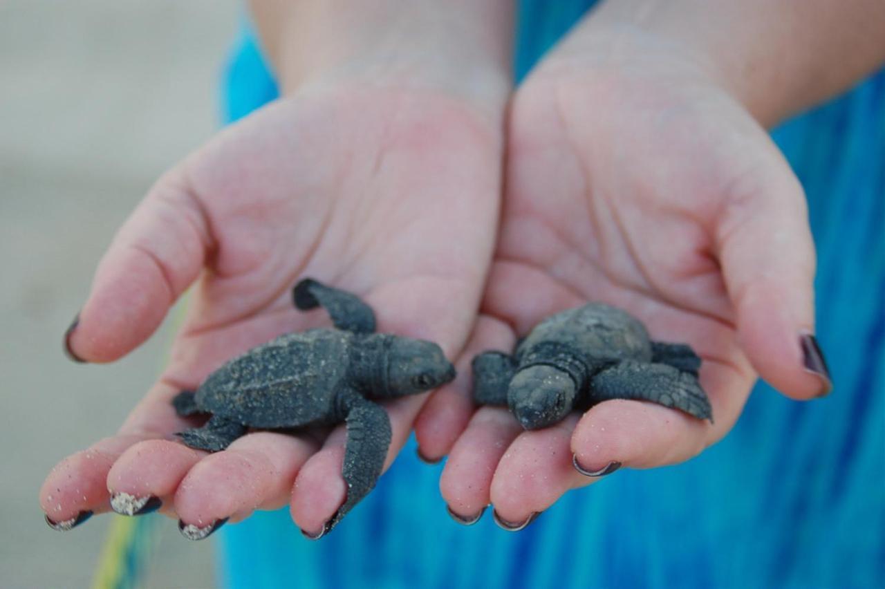 Turtle Paradise Тангале Екстериор снимка