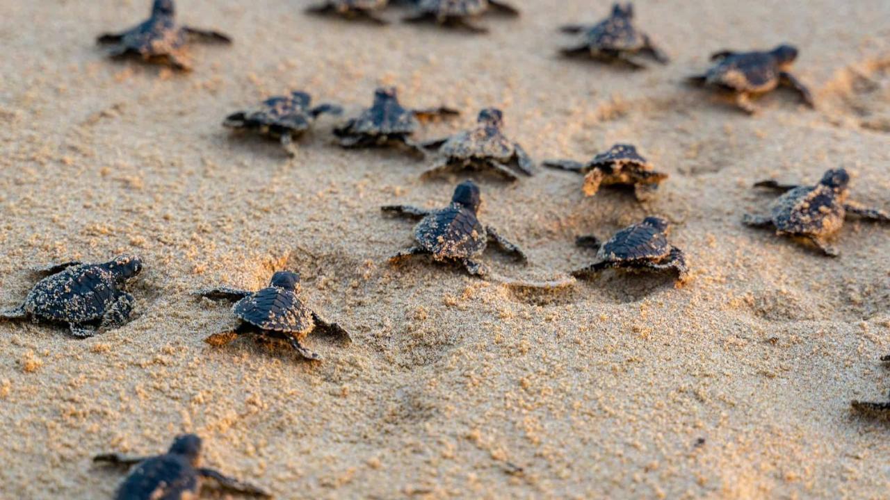 Turtle Paradise Тангале Екстериор снимка