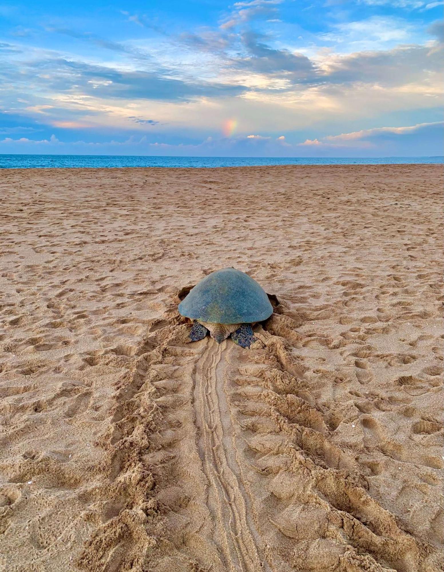 Turtle Paradise Тангале Екстериор снимка
